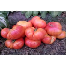Редкие сорта томатов Большая радуга 